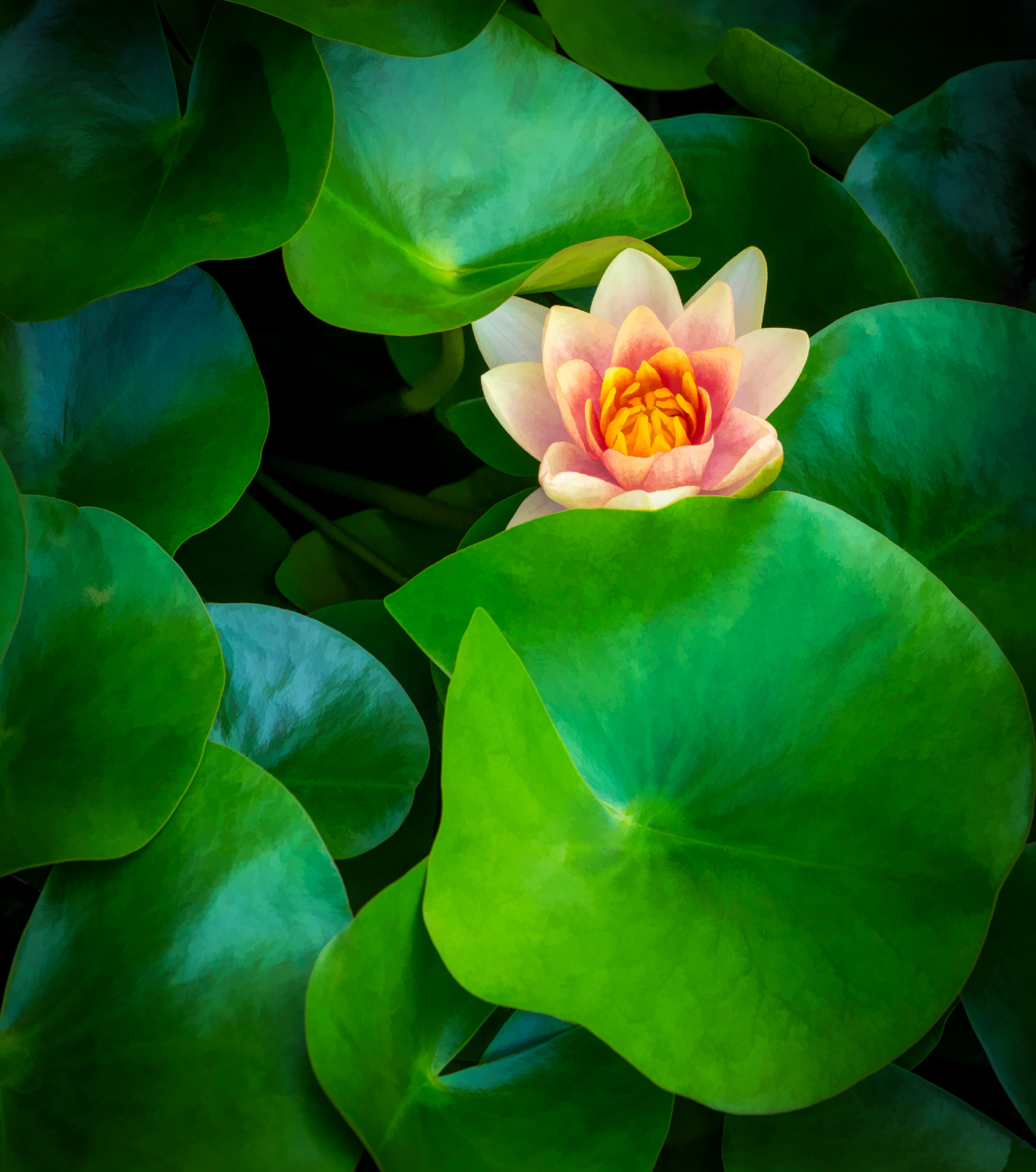 2nd PrizeOpen Color In Class 3 By Linda Rosenbluth For Hardy Waterlily JAN-2026.jpg